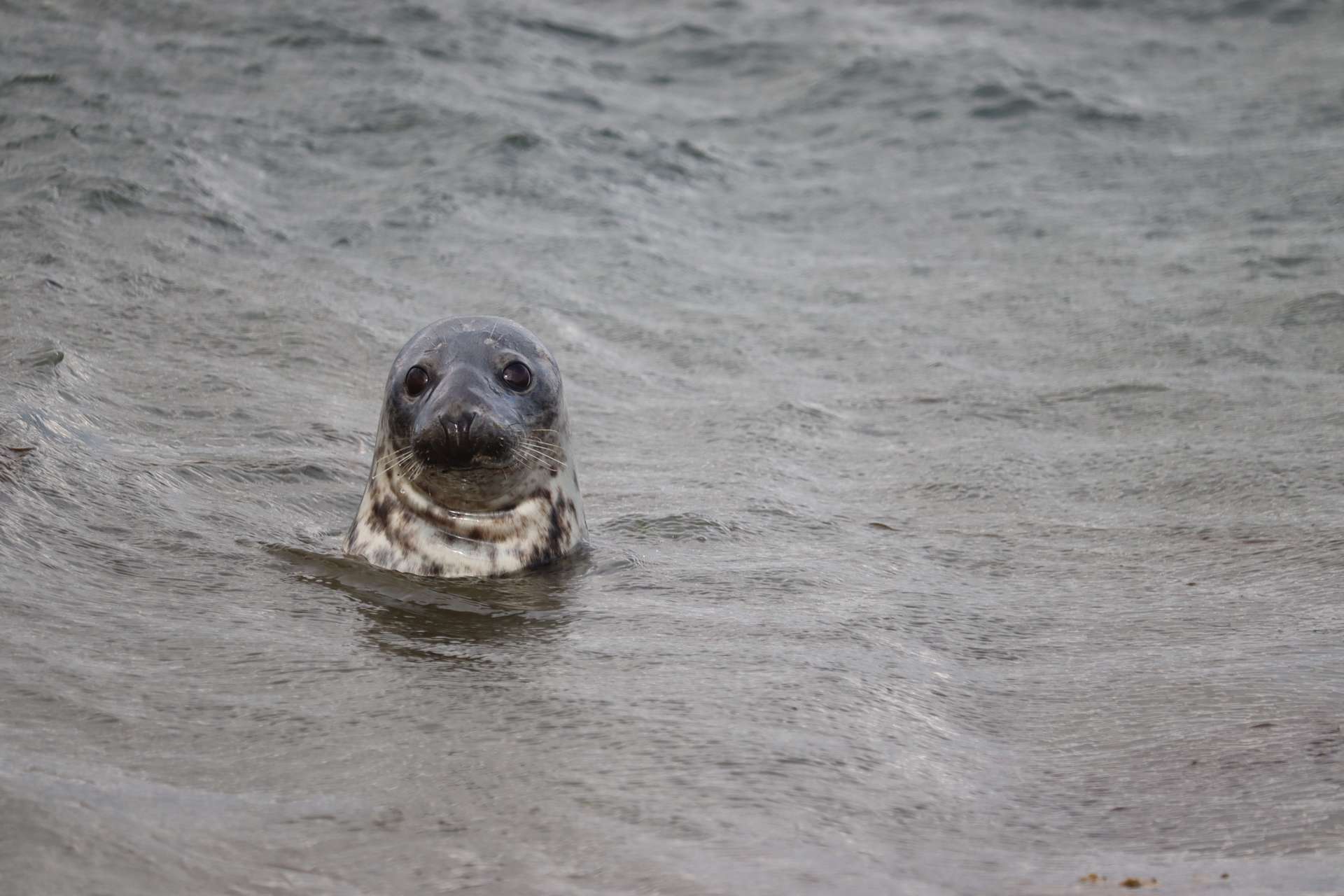 Observer les animaux en Écosse avec des enfants