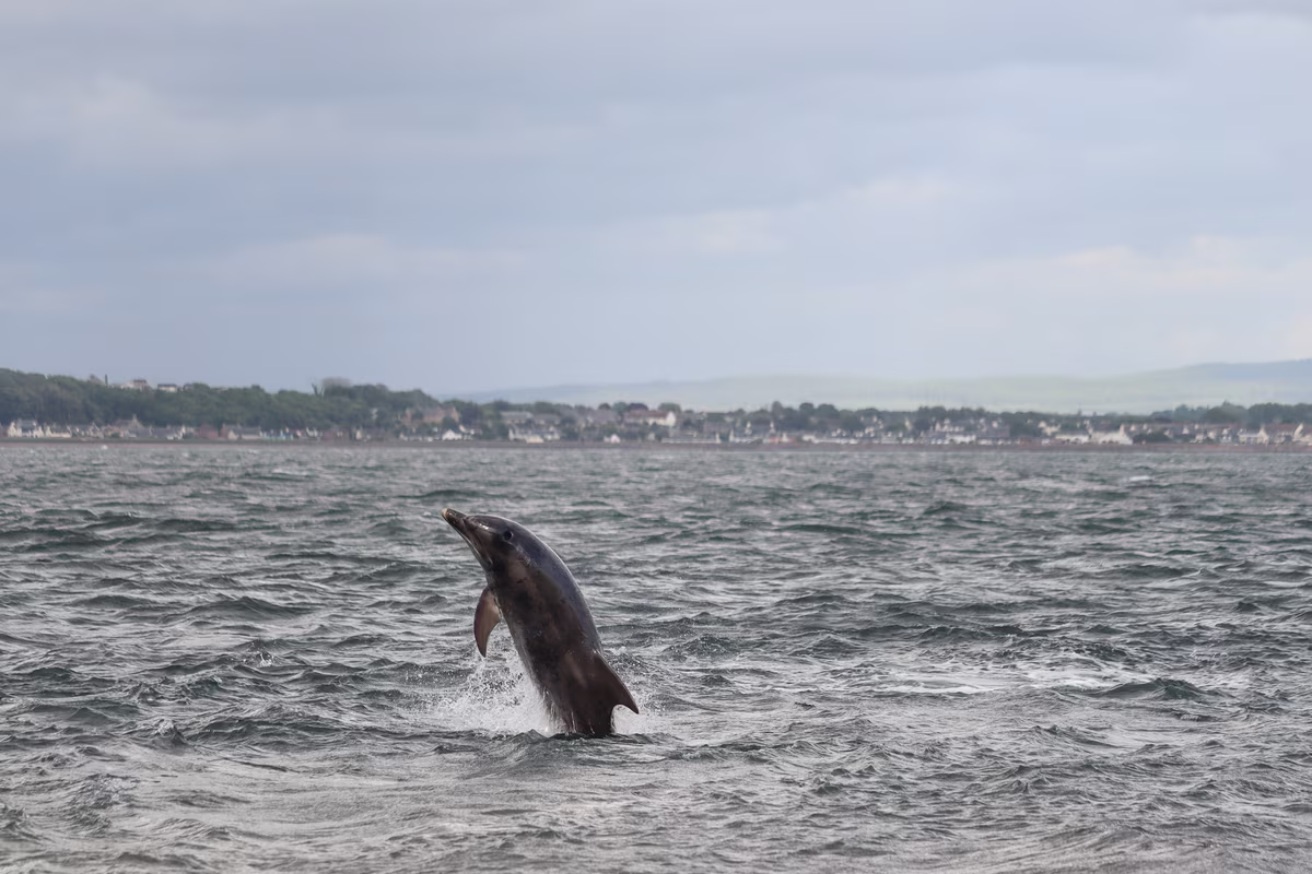 Dauphin sauvage sautant hors de l'eau dans le Moray Firth près d'Inverness