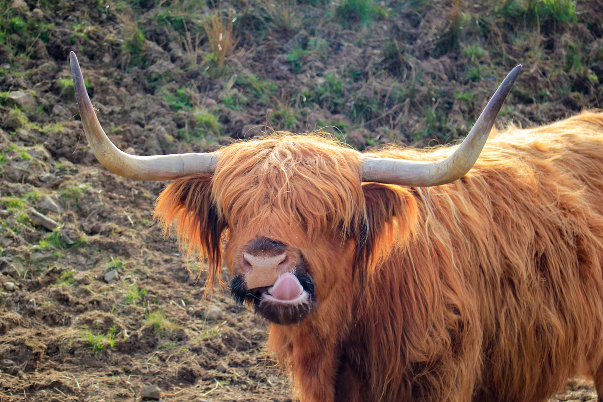 Vache Highland rousse avec ses longues cornes tirant la langue dans un champ écossais