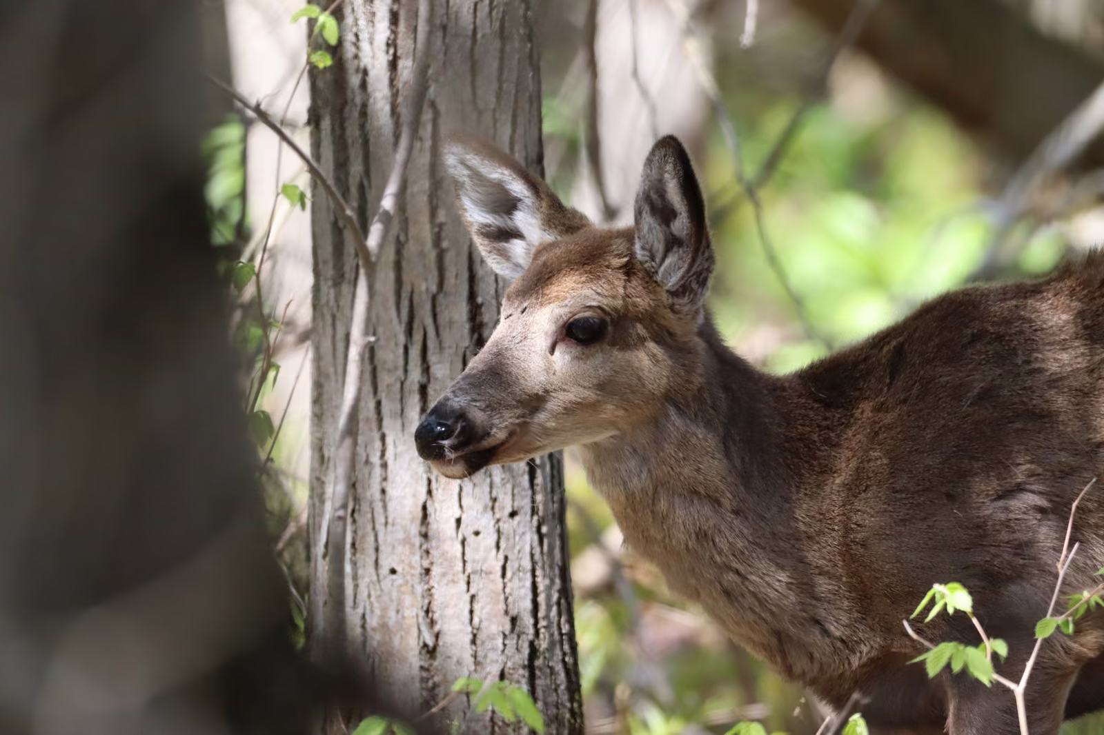 Biche à queue blanche dans le sous-bois du Marais Léon-Provancher