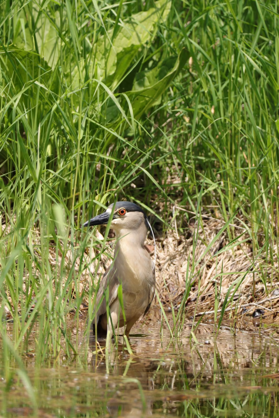 Bihoreau gris dans l'eau peu profonde entre les herbes du marais en été