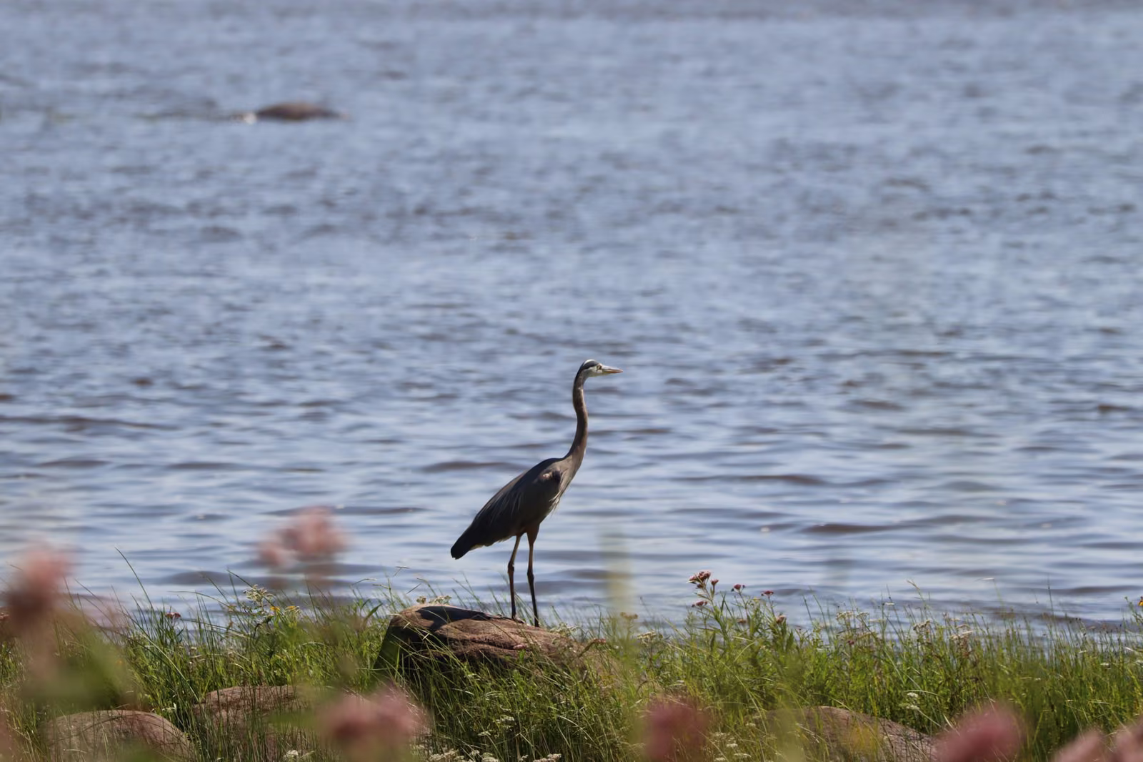 Grand héron debout sur un rocher au bord du fleuve Saint-Laurent