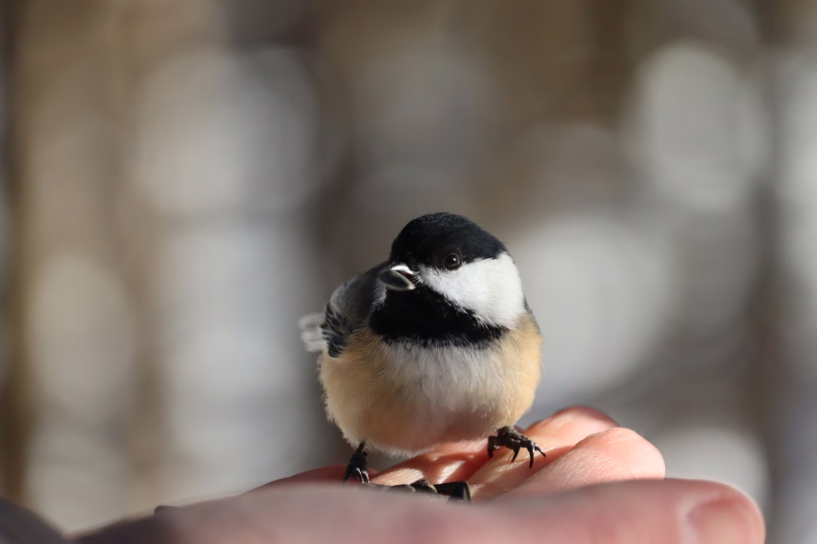 Mésange à tête noire posée dans une main tenant une graine de tournesol