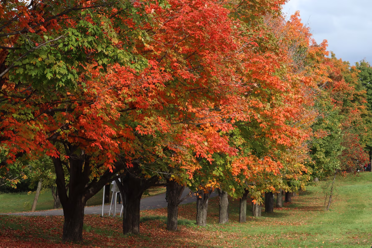 Allée bordée d'érables aux couleurs rouge, orange et jaune en automne au Québec
