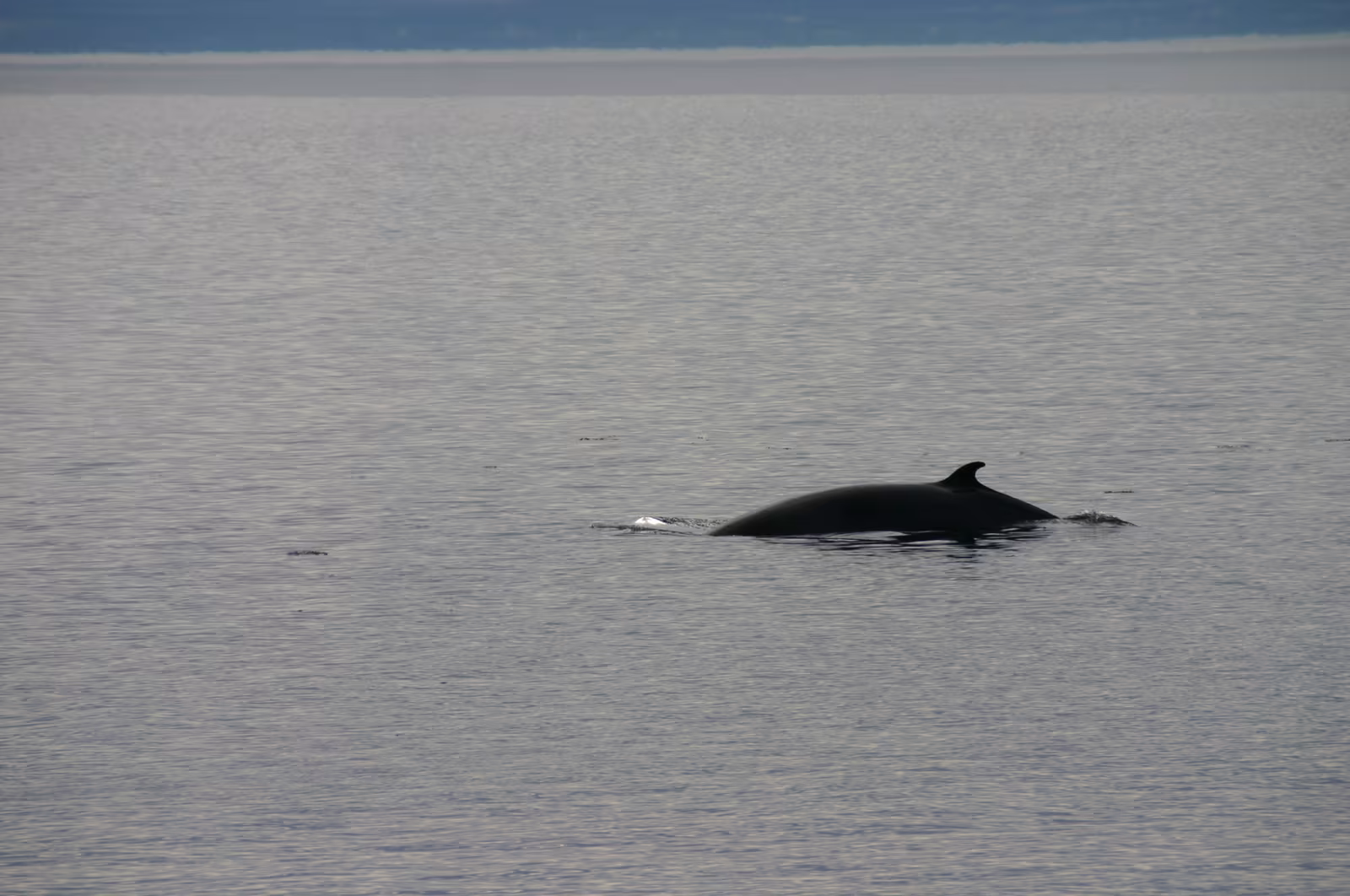 Petit rorqual émergeant à la surface du fleuve Saint-Laurent près de Tadoussac