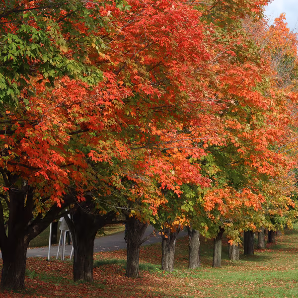 Québec en toutes saisons