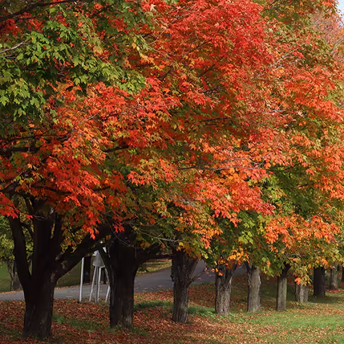 Guide complet pour un voyage en famille au Canada